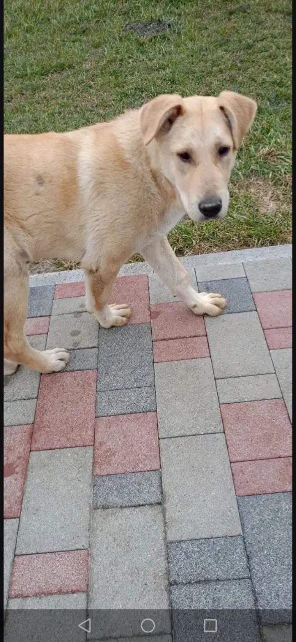 Потерянный кастрированный кобель в Михайловске ищет хозяев - Собаки (Животные) в Михайловск