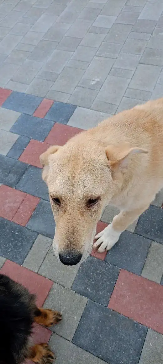 Потерянный кастрированный кобель в Михайловске ищет хозяев - Собаки (Животные) в Михайловск