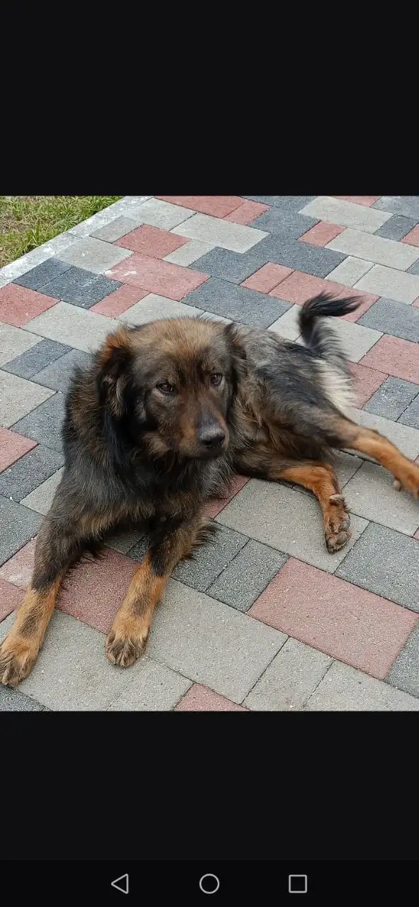 Кобель ищет хозяев в Михайловске - Собаки (Животные) в Михайловск