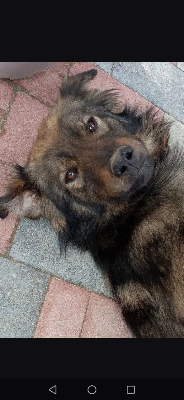 Кобель ищет хозяев в Михайловске - Собаки (Животные) в Михайловск