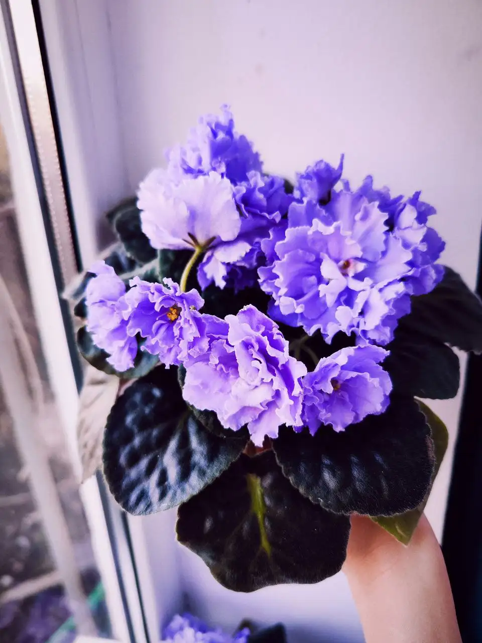 Фиалка ЕК-Морской волк - Комнатные растения (Хобби и отдых) в Ставрополь