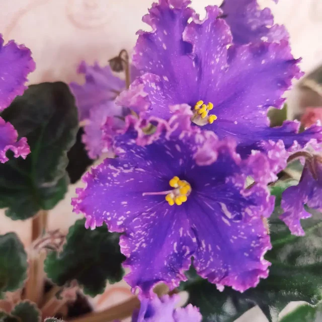 Продажа сортовых фиалок разных размеров - частное объявление в Ставрополь