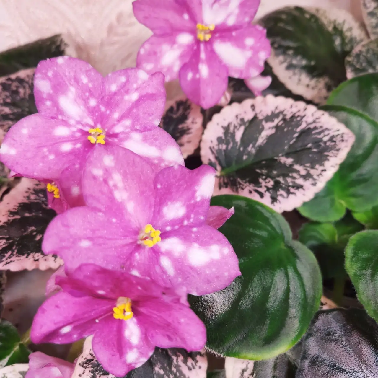 Продажа сортовых фиалок разных размеров - Растения (Хобби и отдых) в Ставрополь