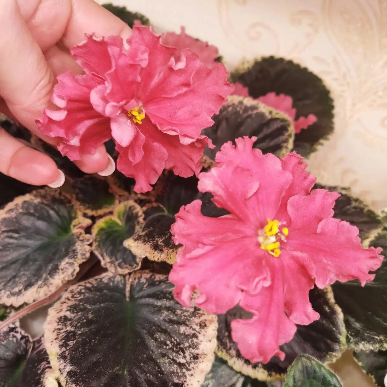 Продажа сортовых фиалок разных размеров - Растения (Хобби и отдых) в Ставрополь