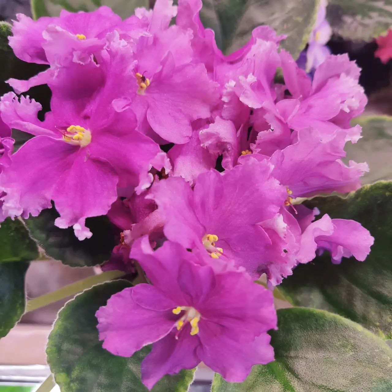 Продажа сортовых фиалок разных размеров - Растения (Хобби и отдых) в Ставрополь