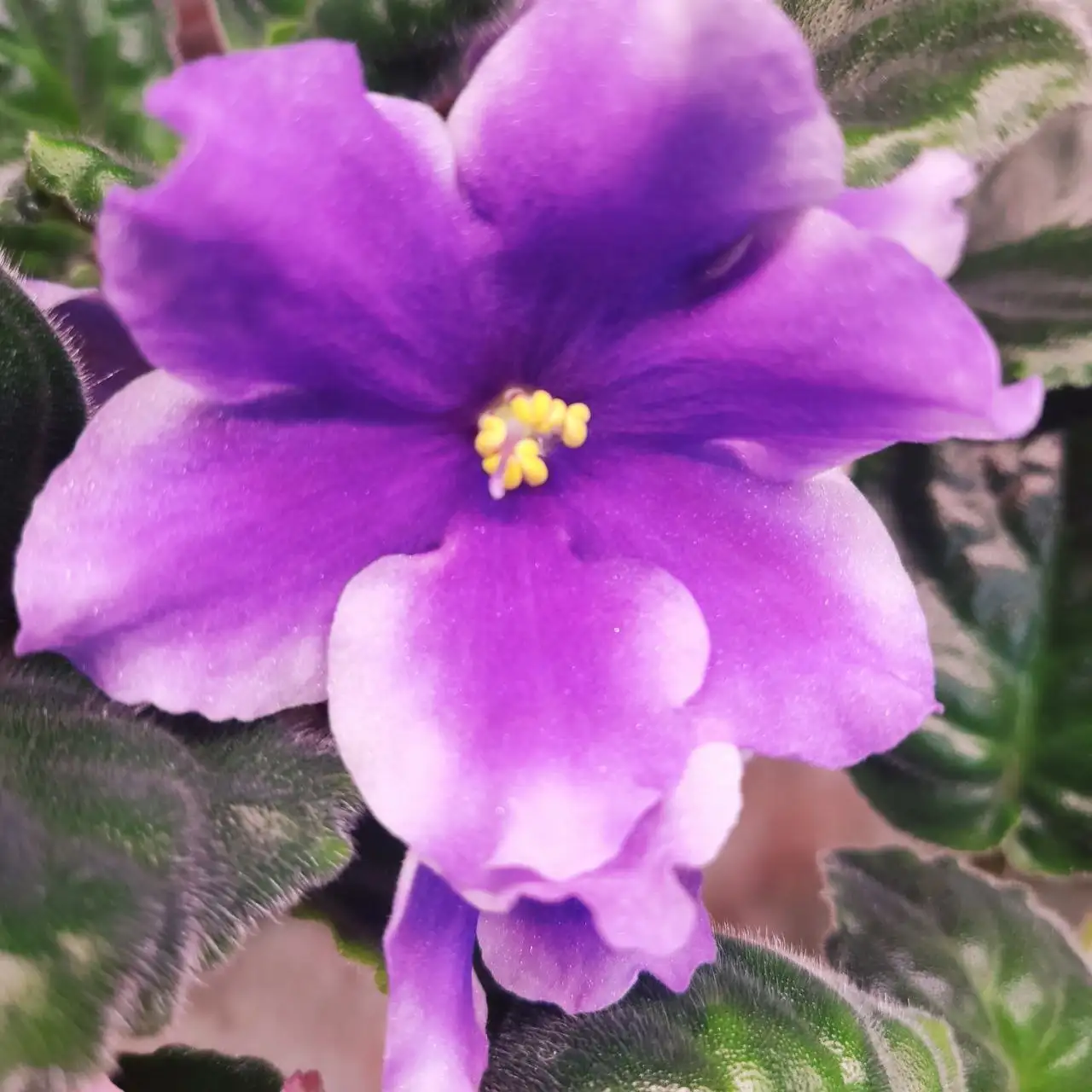 Продажа сортовых фиалок разных размеров - Растения (Хобби и отдых) в Ставрополь