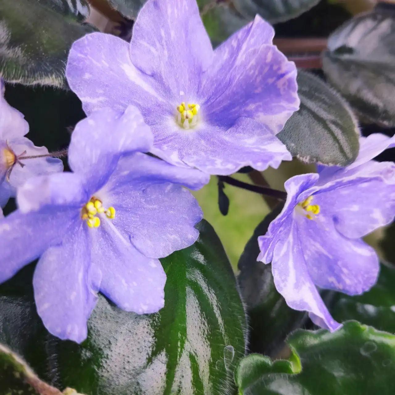 Продажа сортовых фиалок разных размеров - Растения (Хобби и отдых) в Ставрополь