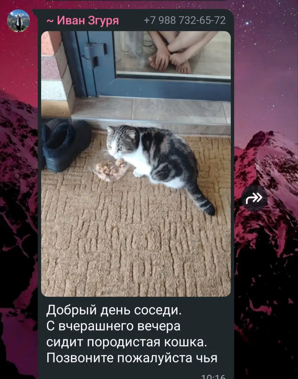 Найдена кошка Гармония - Кошки (Животные) в Ставрополь