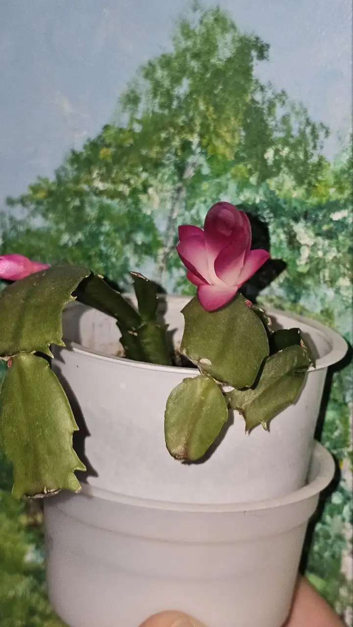 Декабрист цветущий - Растения (Хобби и отдых) в Ставрополь