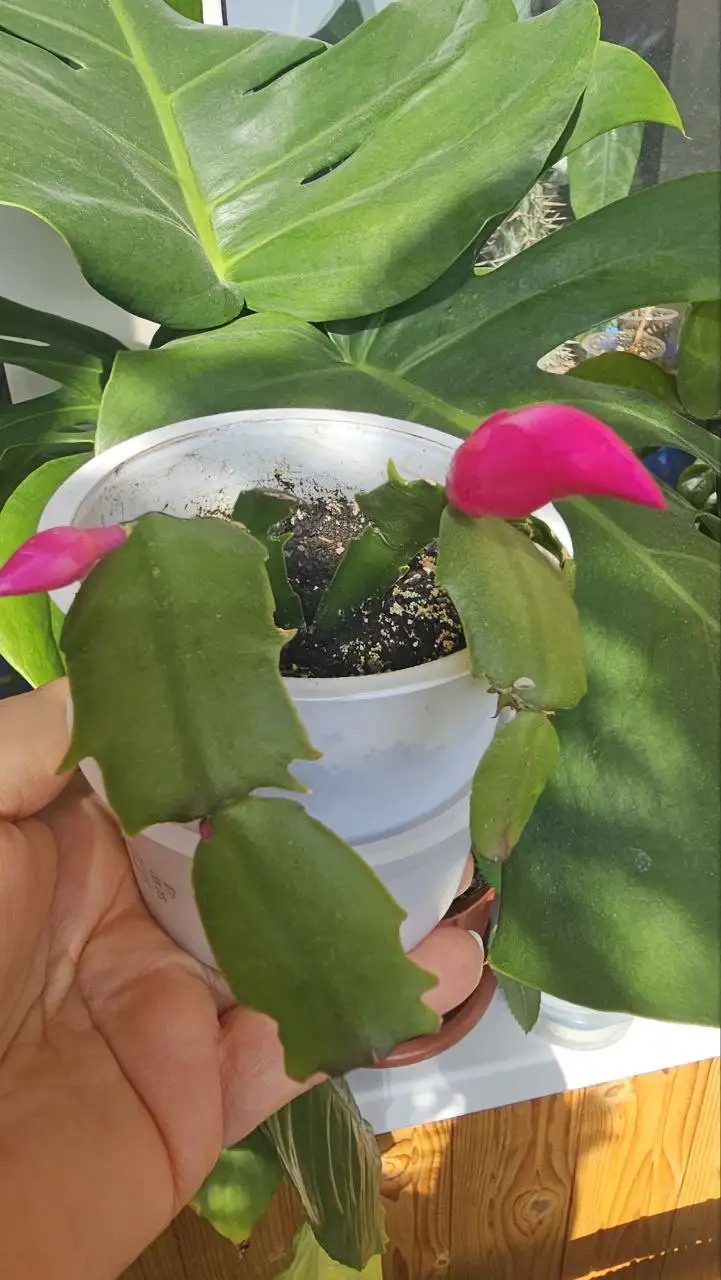 Декабрист цветущий - Растения (Хобби и отдых) в Ставрополь