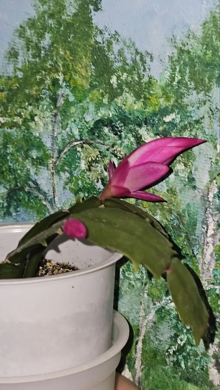 Декабрист цветущий - Растения (Хобби и отдых) в Ставрополь