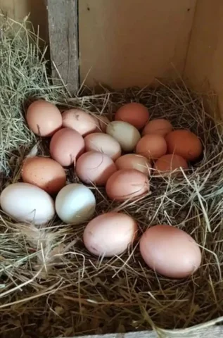 Домашние яйца с оранжевым желтком - Двери в Ставрополь