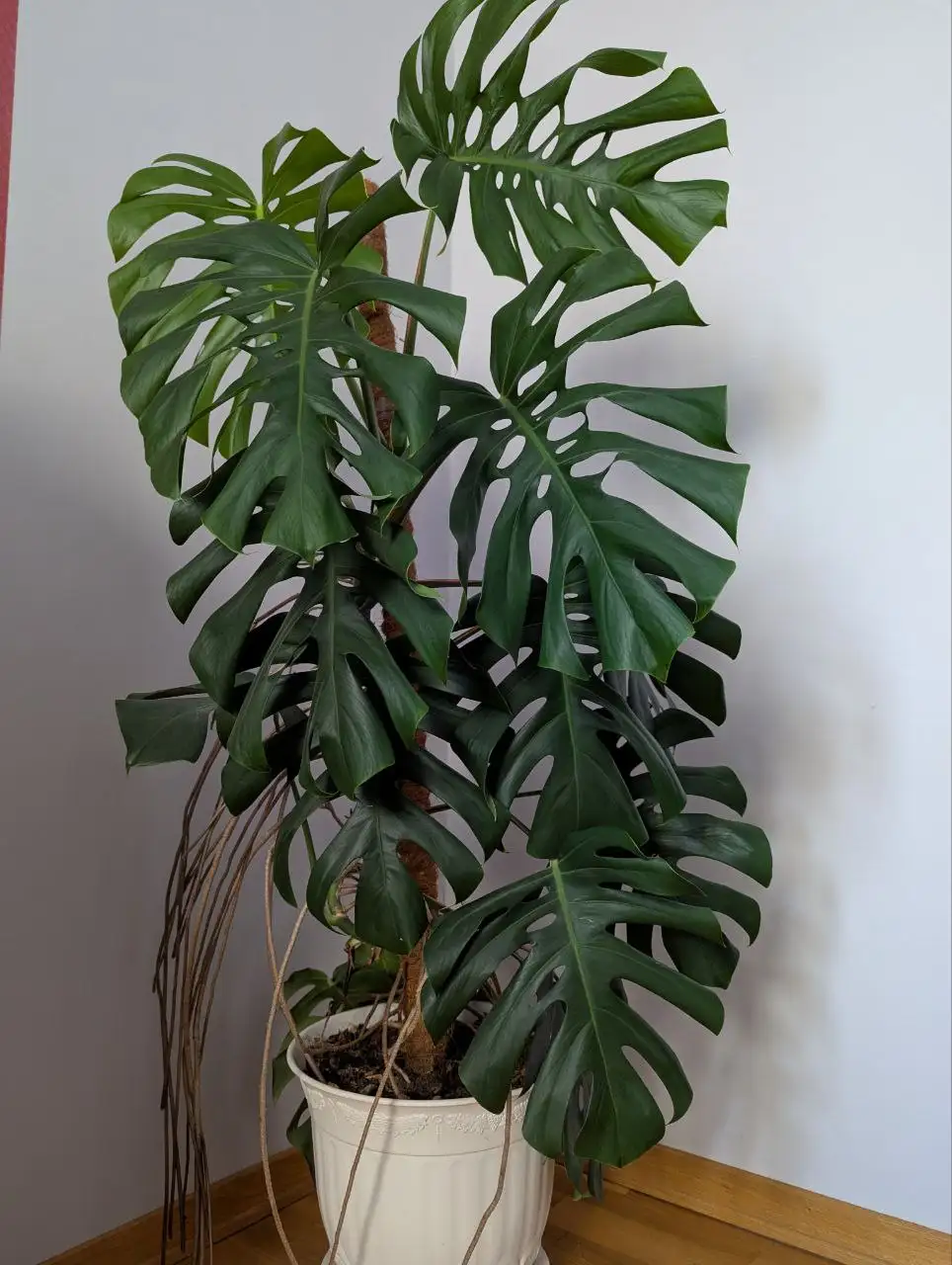 Продажа крупной монстеры 150 см - Растения (Барахолка) в Ставрополь