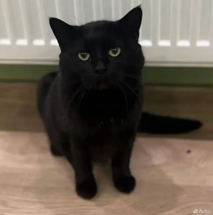 Кот Леон в добрые руки - Кошки (Животные) в Ставрополь