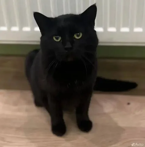 Кот Леон в добрые руки - Животные в Ставрополь