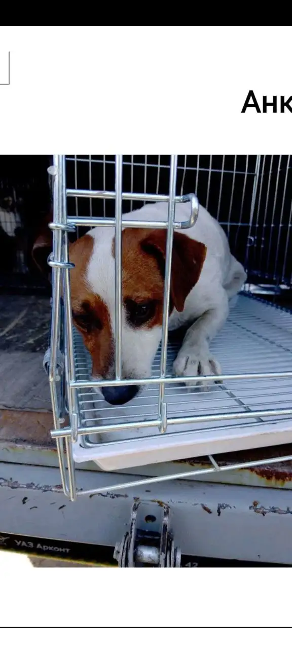 Найден Джек Рассел в ПВС Изобильный - Собаки (Животные) в Михайловск