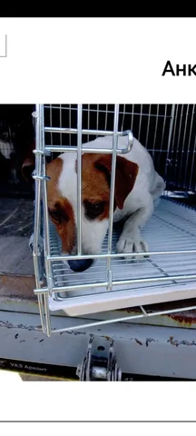 Найден Джек Рассел в ПВС Изобильный - Собаки в Михайловск