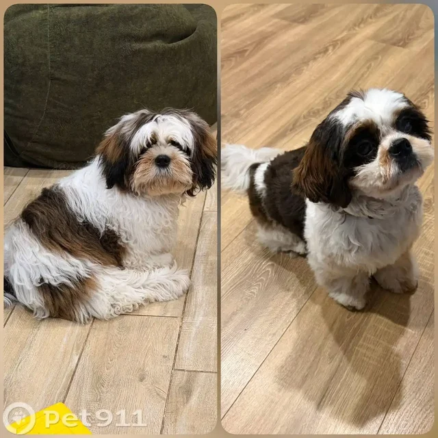 Пропал щенок ши-тцу - частное объявление в Ставрополь