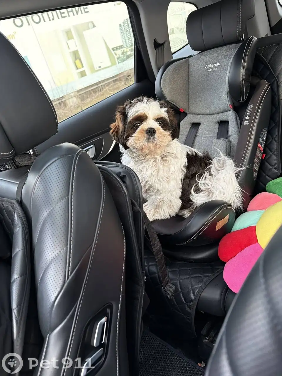 Пропал щенок ши-тцу - Животные в Ставрополь