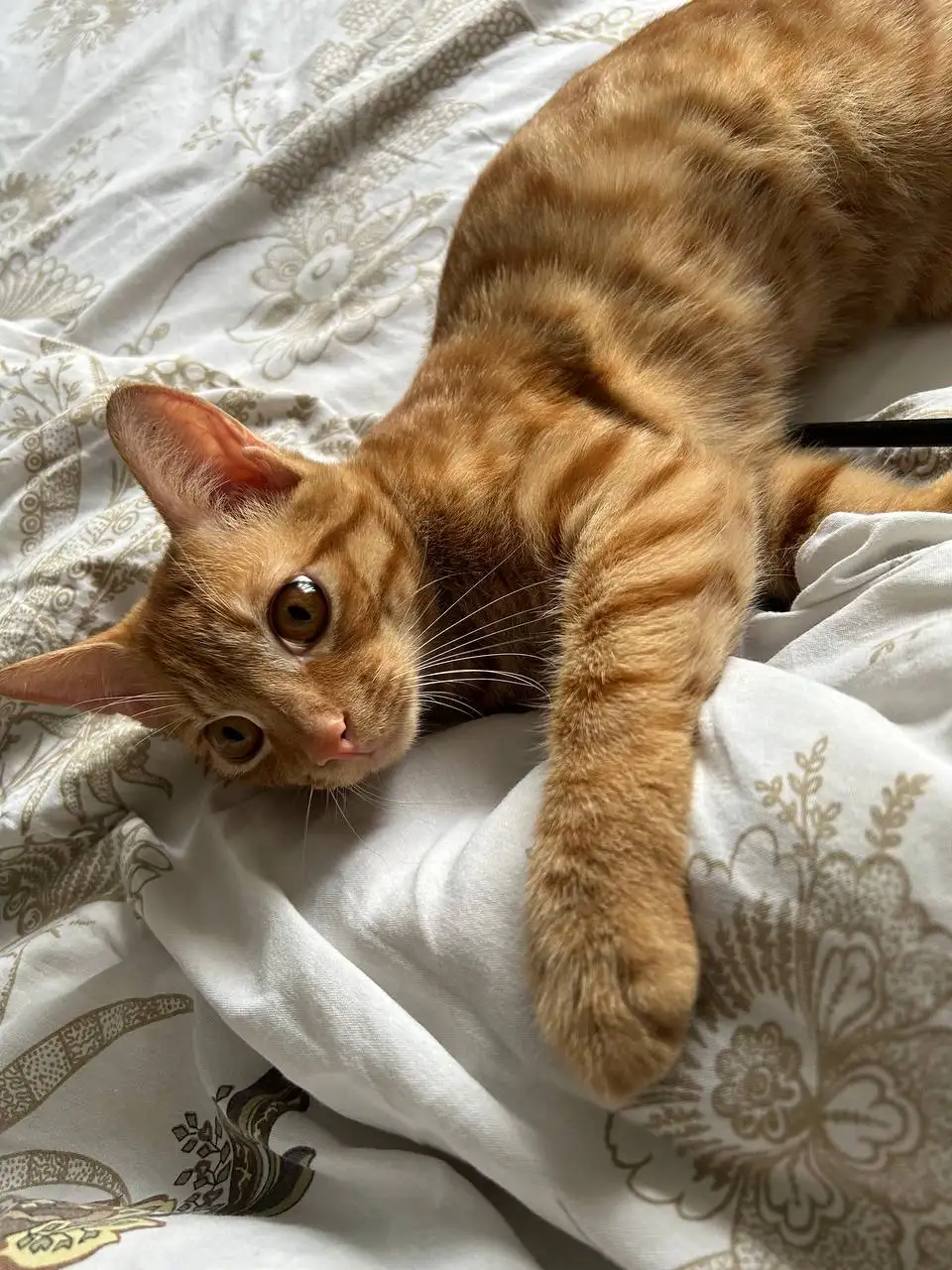 Потерян рыжий кот Мандарин в районе выставки - Потерянные животные (Животные) в Ставрополь