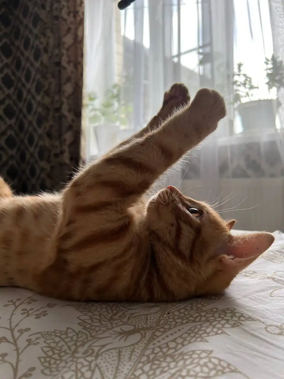 Потерян рыжий кот Мандарин в районе выставки - Потерянные животные (Животные) в Ставрополь