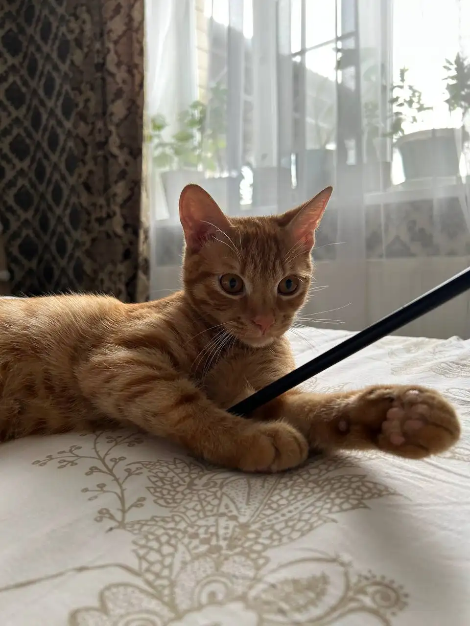Потерян рыжий кот Мандарин в районе выставки - Потерянные животные (Животные) в Ставрополь