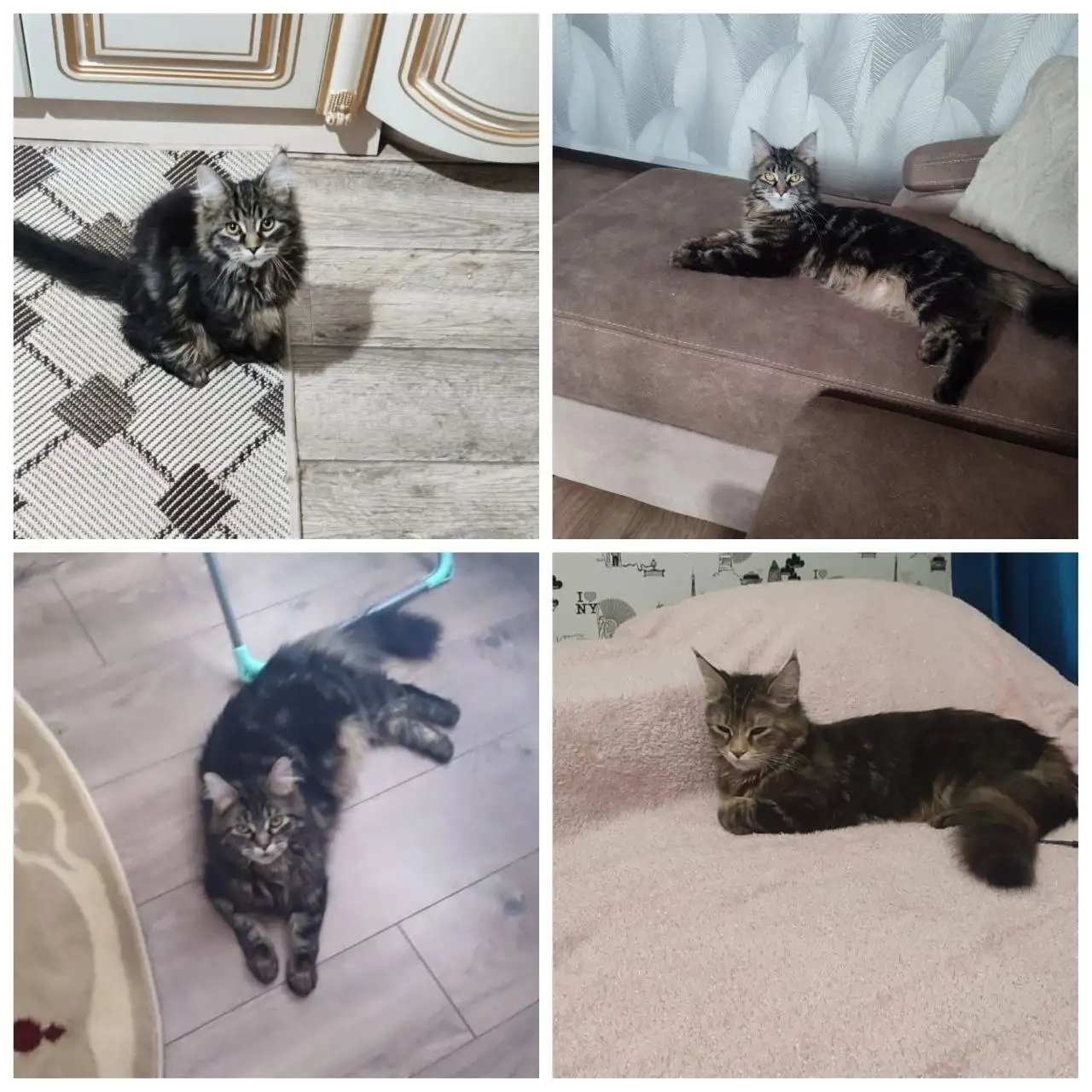 Отдам в добрые руки кошечку 6 месяцев в Михайловске - Кошки (Животные) в Михайловск