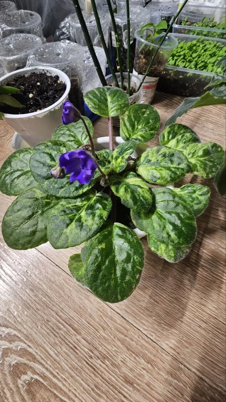 Продам фиалку - Растения (Барахолка) в Ставрополь