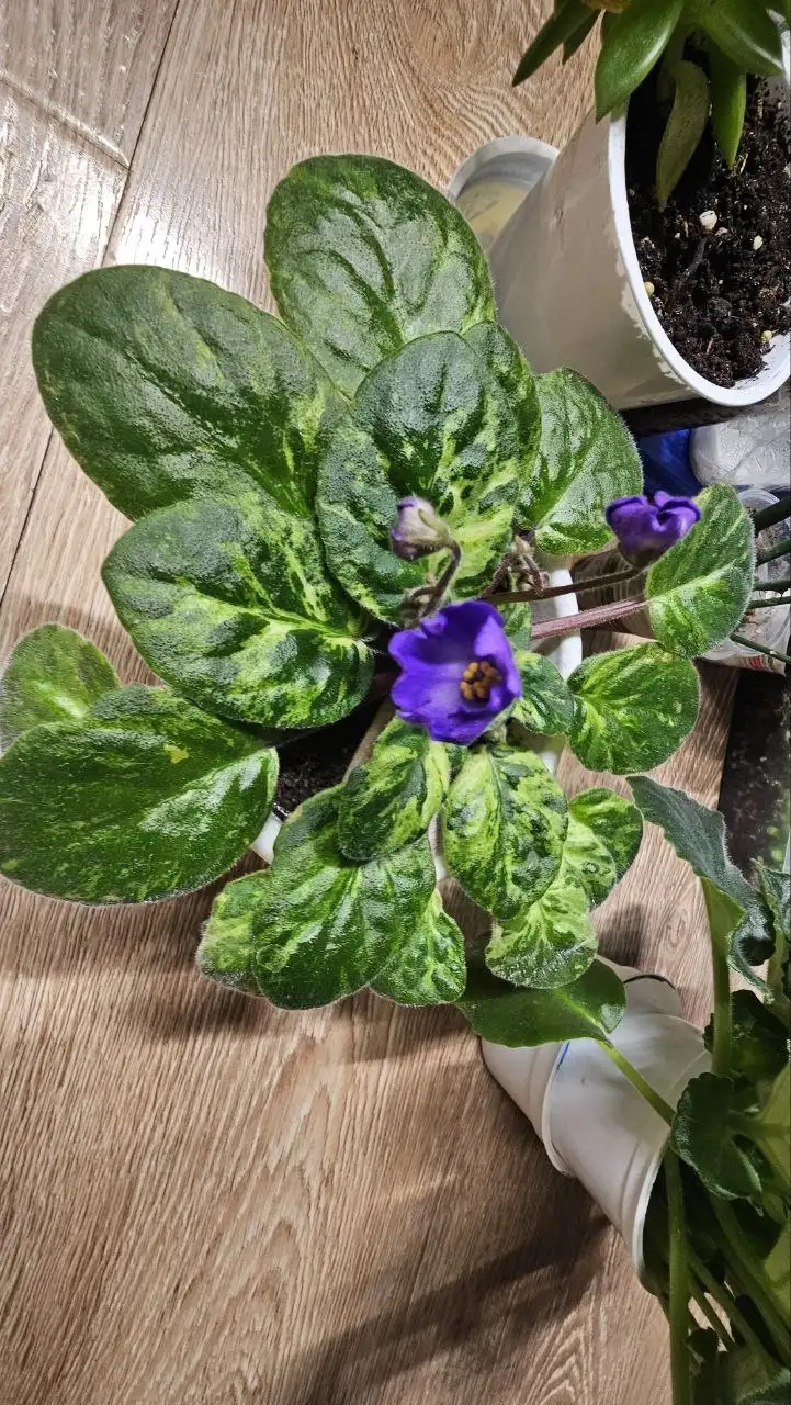 Продам фиалку - Растения (Барахолка) в Ставрополь