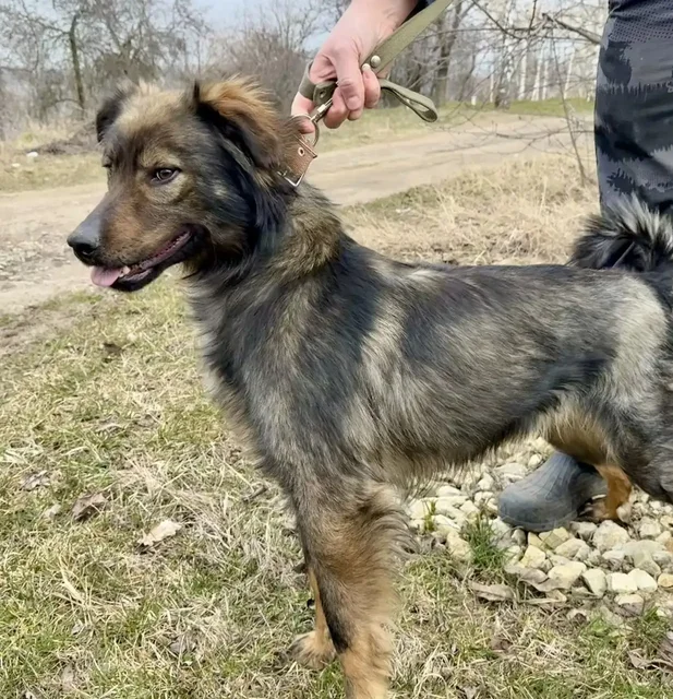 Отдам в надежные руки кобеля Каштана - частное объявление в Ставрополь