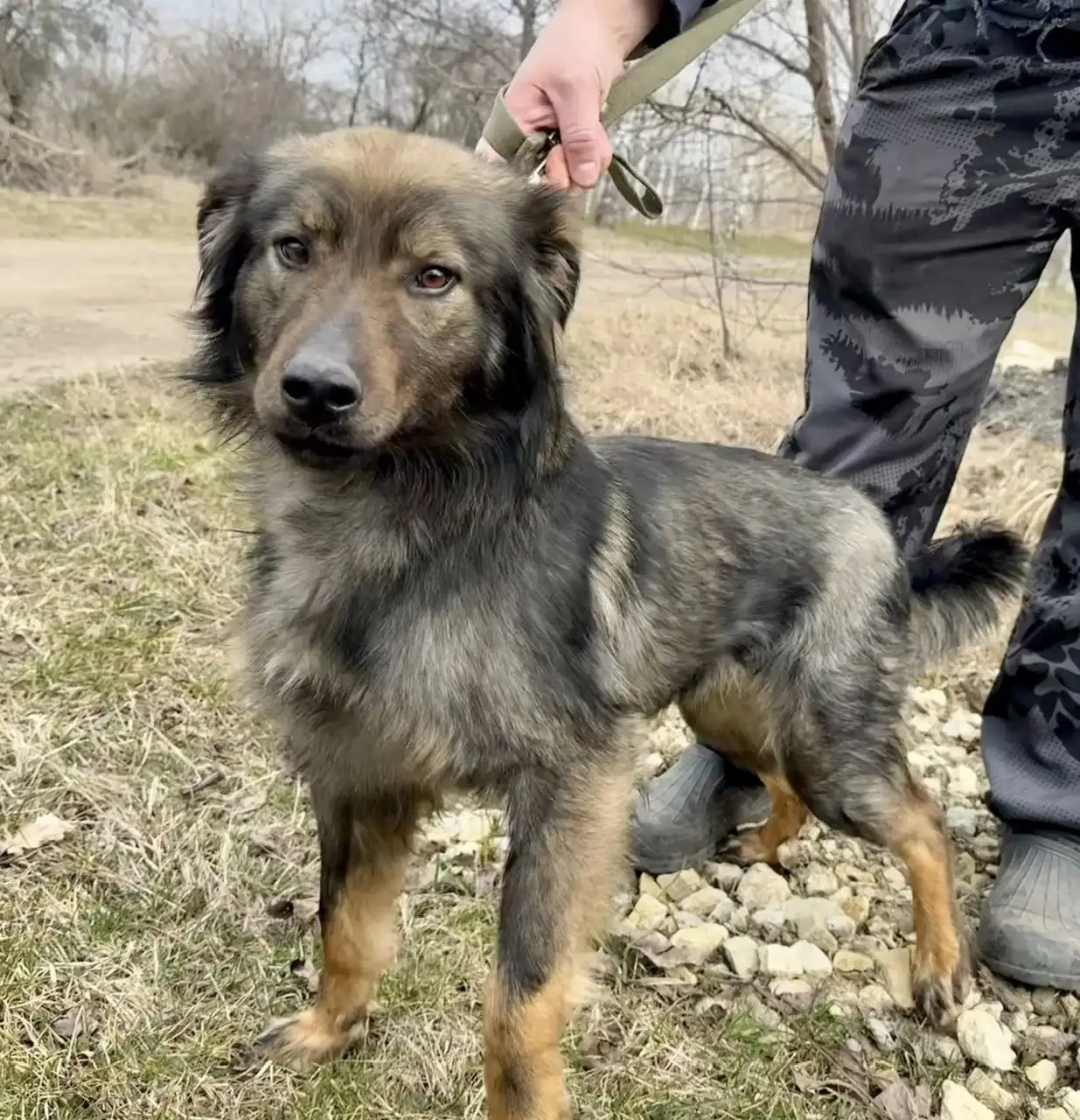 Отдам в надежные руки кобеля Каштана - Собаки (Животные) в Ставрополь