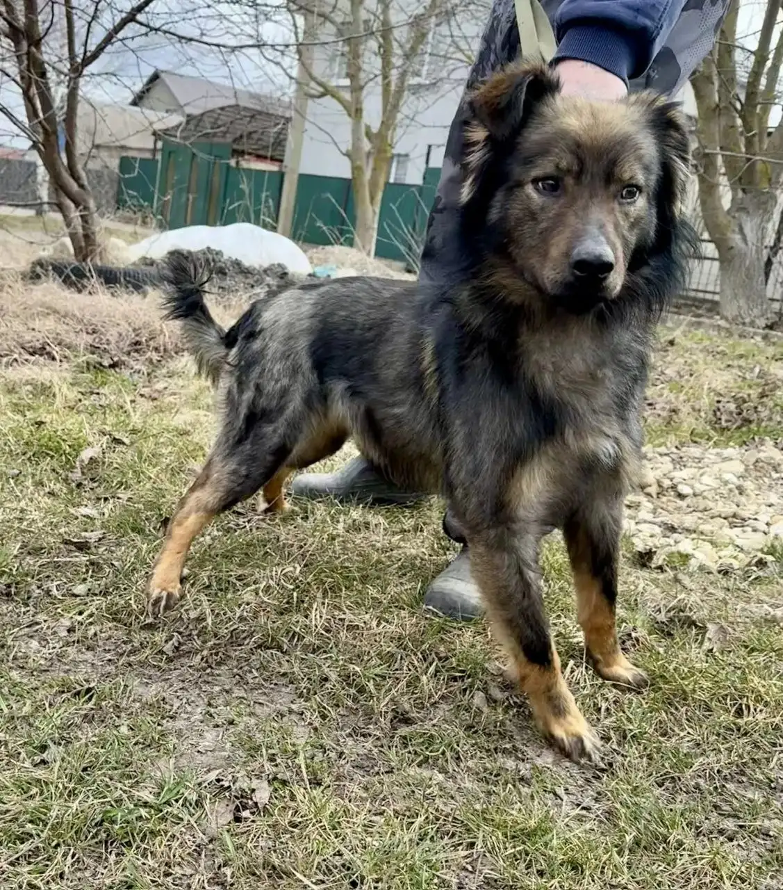 Отдам в надежные руки кобеля Каштана - Собаки (Животные) в Ставрополь