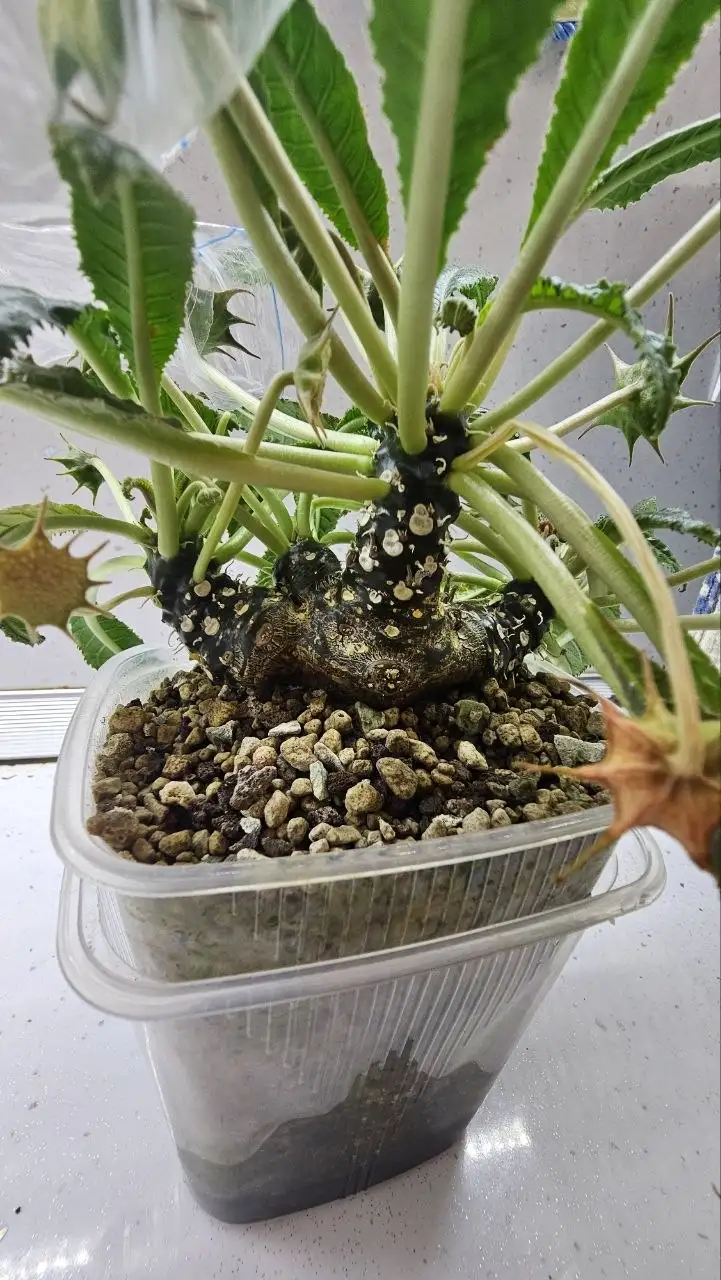 Семена и саженцы дорстении - Садоводство/растения (Хобби и отдых) в Ставрополь