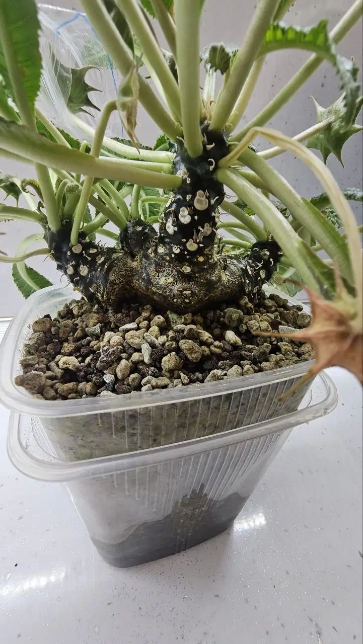 Семена и саженцы дорстении - Садоводство/растения (Хобби и отдых) в Ставрополь