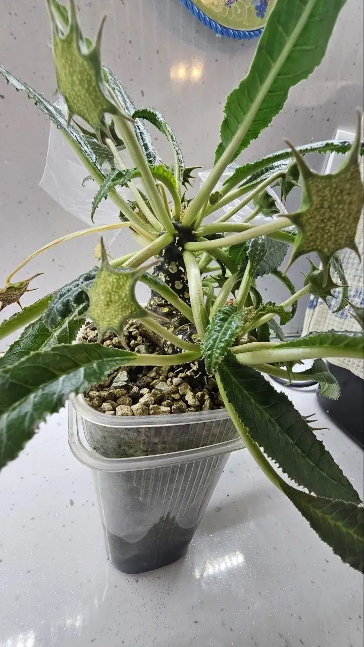 Семена и саженцы дорстении - Садоводство/растения (Хобби и отдых) в Ставрополь