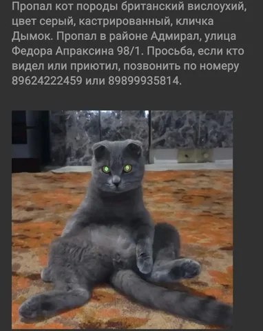 Потерянная собака во Владимире - Животные в Владимир