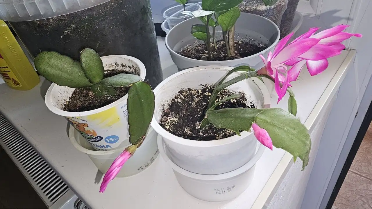 Цветы в ассортименте - Цветы (Хобби и отдых) в Ставрополь