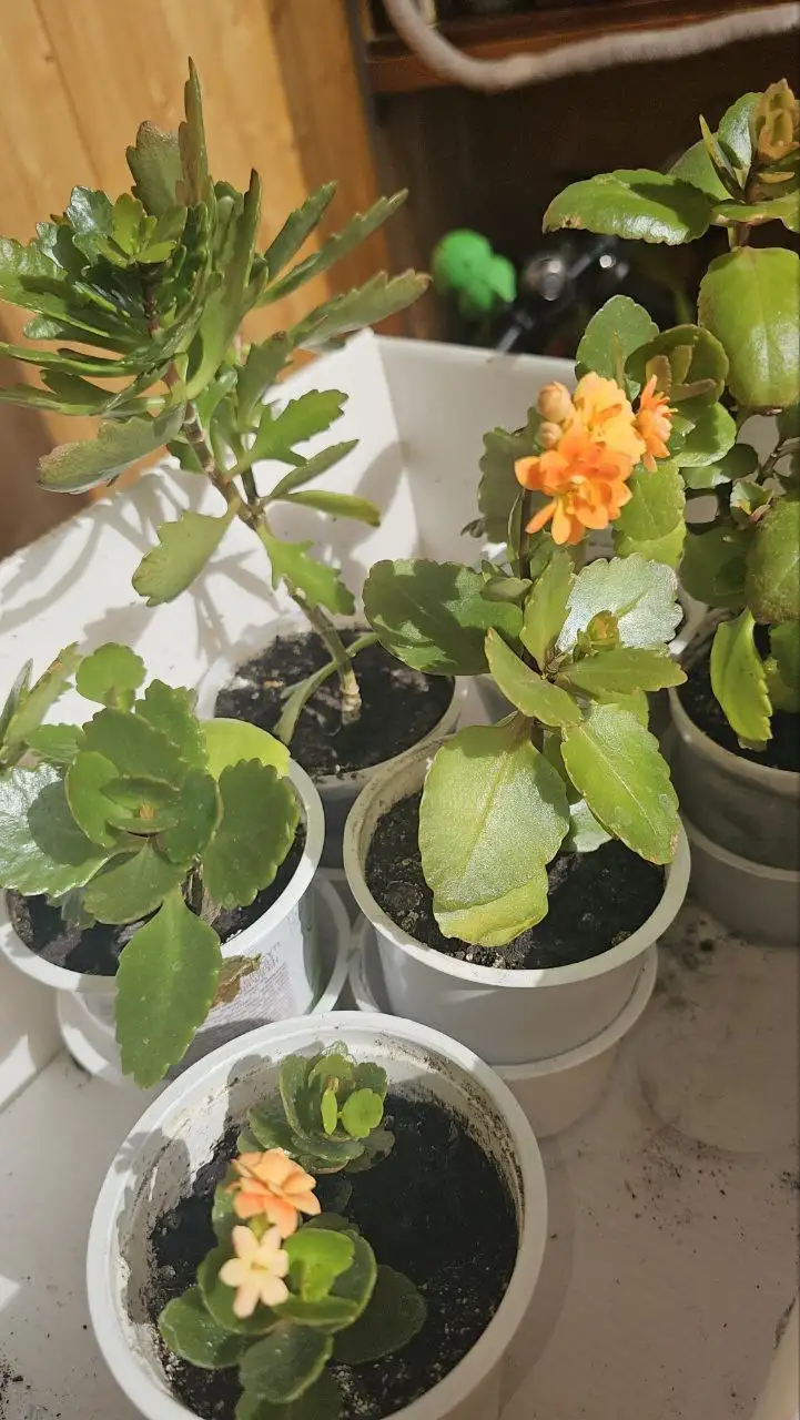 Цветы в ассортименте - Цветы (Хобби и отдых) в Ставрополь