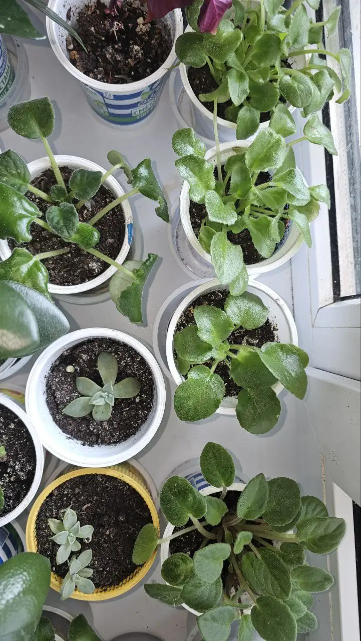 Цветы в ассортименте - Цветы (Хобби и отдых) в Ставрополь