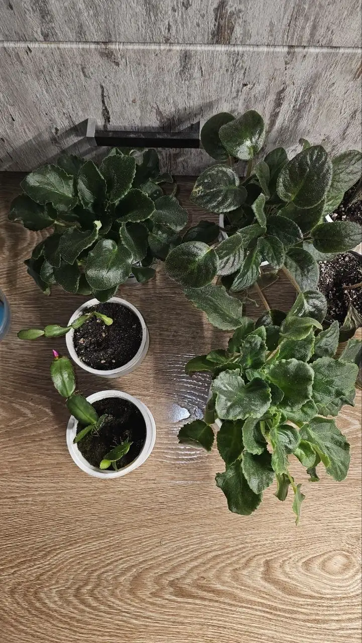 Цветы в ассортименте - Цветы (Хобби и отдых) в Ставрополь