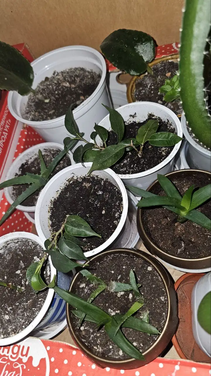 Цветы в ассортименте - Цветы (Хобби и отдых) в Ставрополь