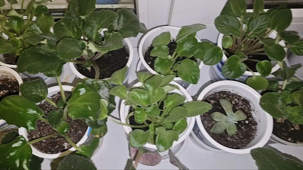 Цветы в ассортименте - Цветы (Хобби и отдых) в Ставрополь