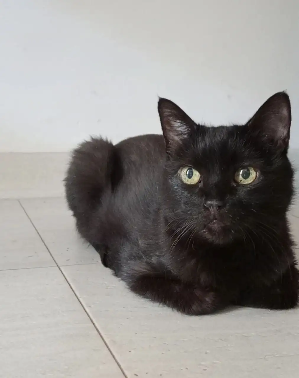 Отдам в надёжные руки 15-летнего кота - Кошки (Животные) в Ставрополь