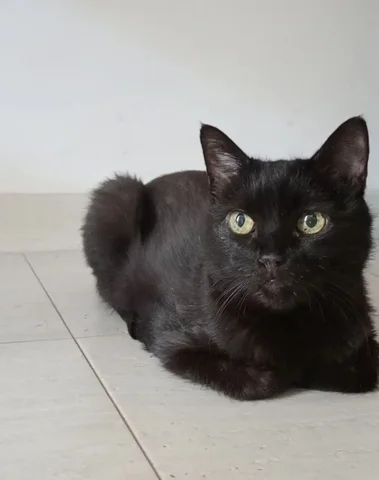 Отдам в надёжные руки 15-летнего кота - частное объявление в Ставрополь