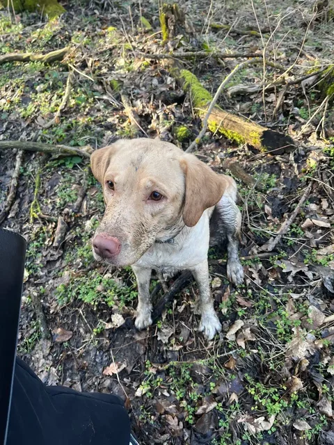 Девочка 3 года не стерилизована - частное объявление в Ставрополь