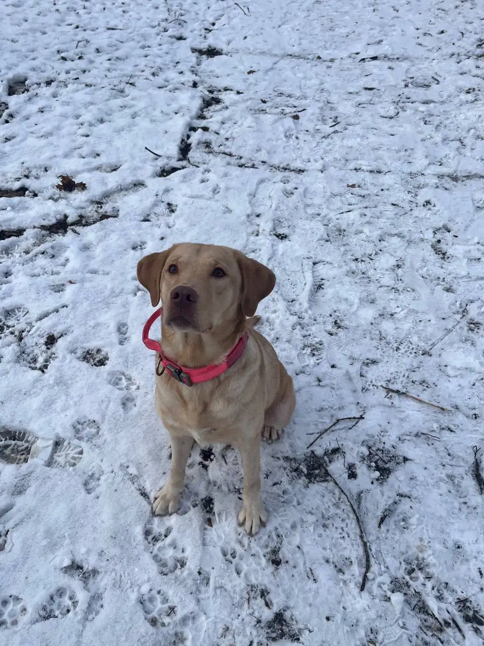 Девочка 3 года не стерилизована - Собаки (Животные) в Ставрополь