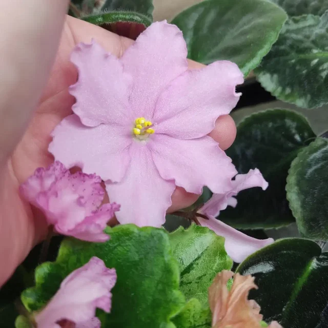 Продажа фиалок разных сортов - частное объявление в Ставрополь