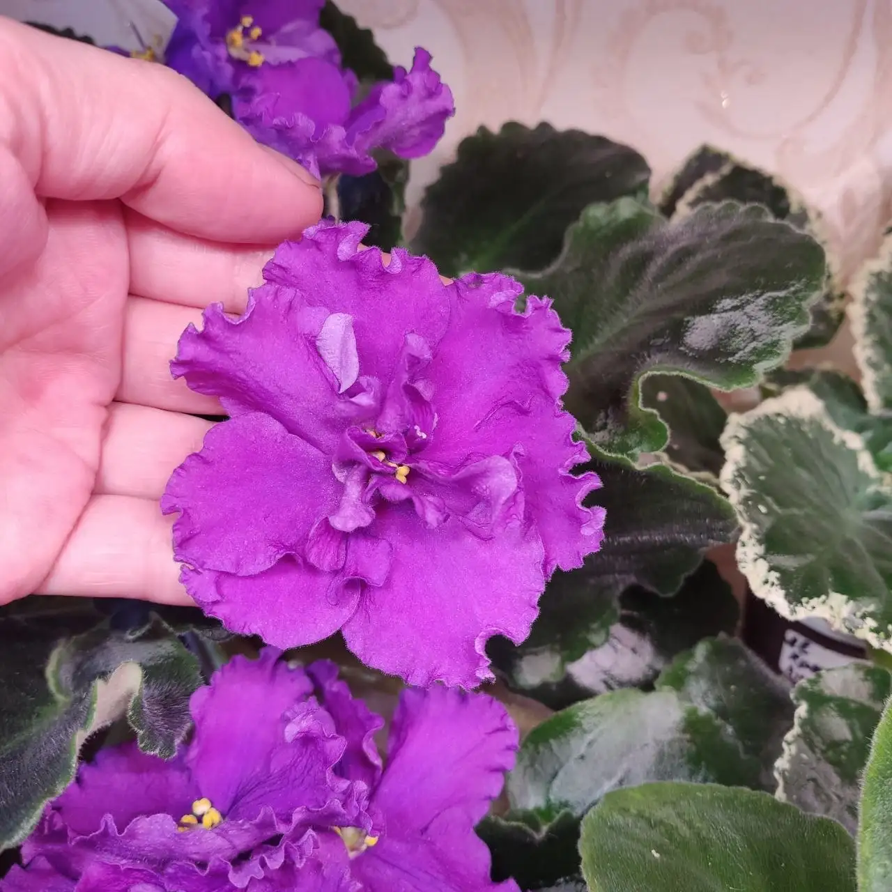 Продажа фиалок разных сортов - Растения (Хобби и отдых) в Ставрополь