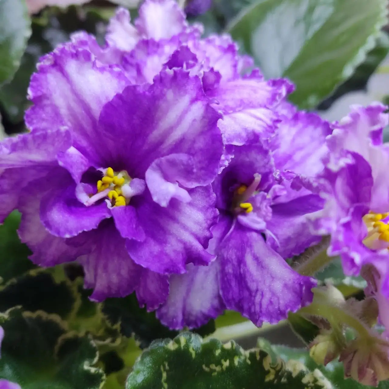 Продажа фиалок разных сортов - Растения (Хобби и отдых) в Ставрополь