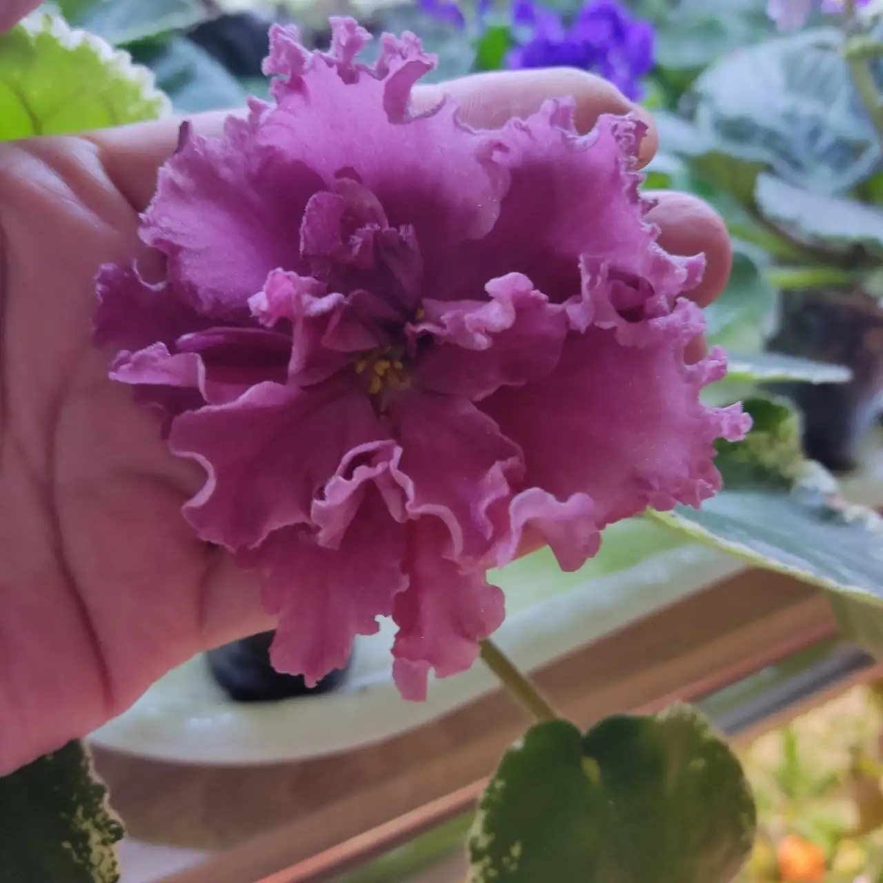 Продажа фиалок разных сортов - Растения (Хобби и отдых) в Ставрополь